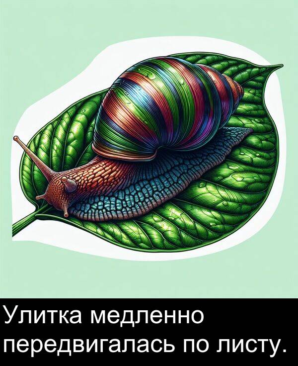 листу: Улитка медленно передвигалась по листу.