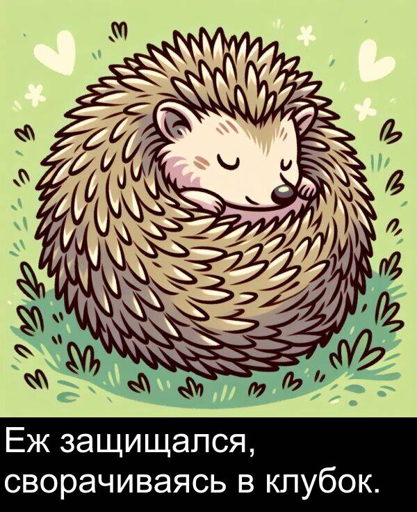 клубок: Еж защищался, сворачиваясь в клубок.