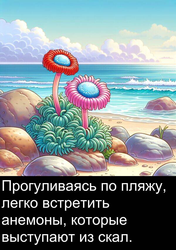 которые: Прогуливаясь по пляжу, легко встретить анемоны, которые выступают из скал.