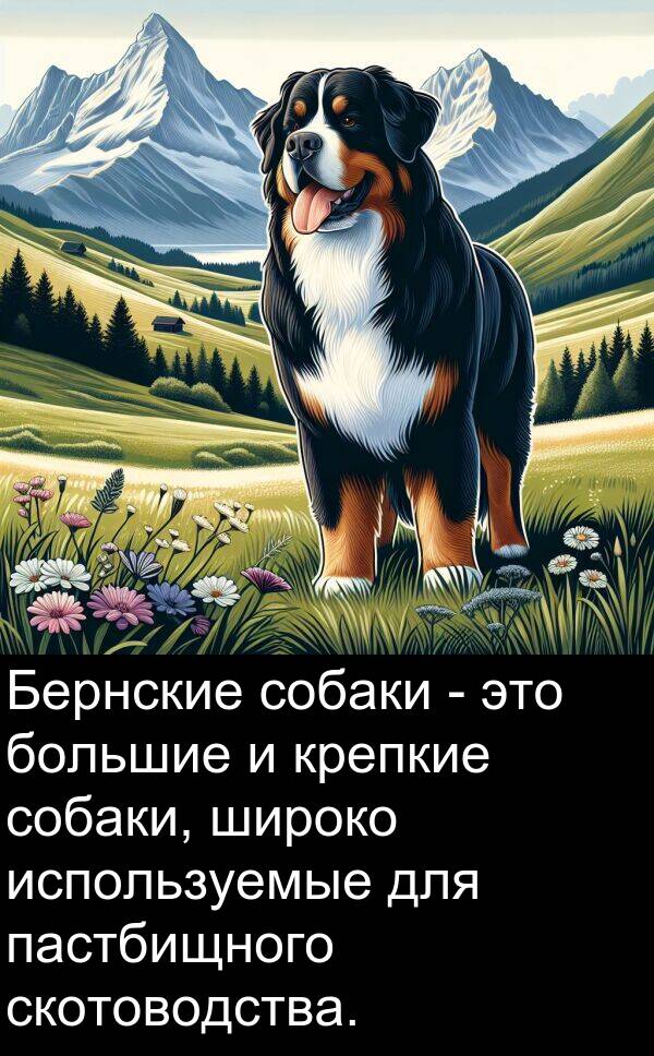 крепкие: Бернские собаки - это большие и крепкие собаки, широко используемые для пастбищного скотоводства.