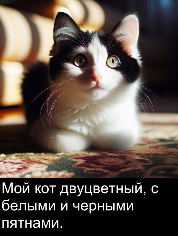 пятнами: Мой кот двуцветный, с белыми и черными пятнами.