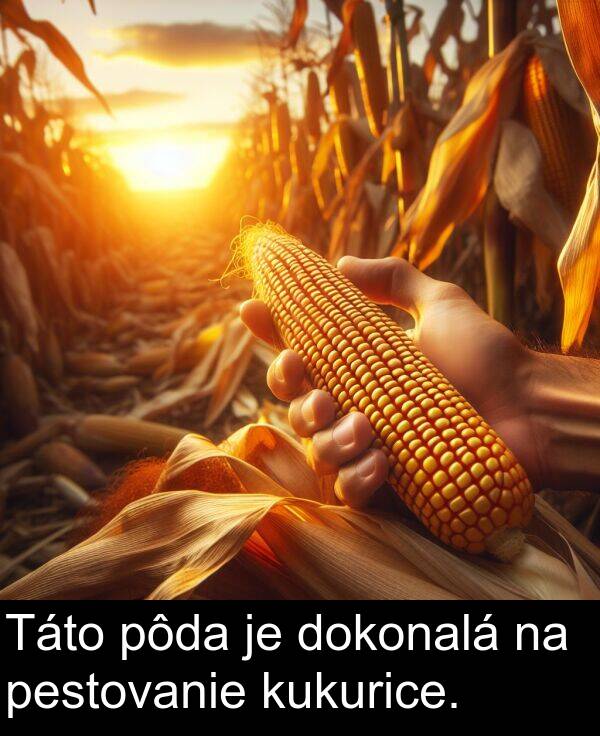 pôda: Táto pôda je dokonalá na pestovanie kukurice.