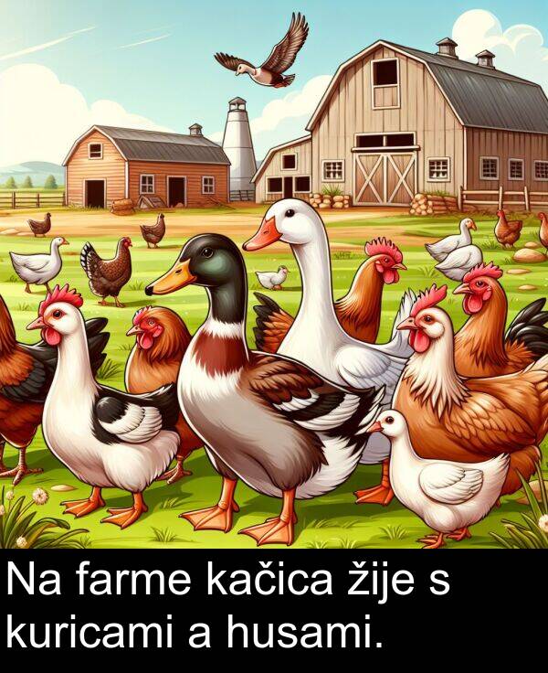 farme: Na farme kačica žije s kuricami a husami.