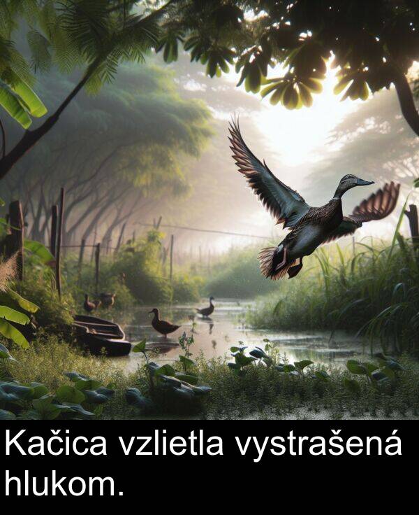 vystrašená: Kačica vzlietla vystrašená hlukom.
