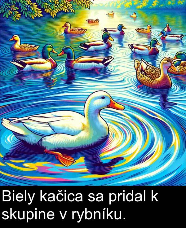 rybníku: Biely kačica sa pridal k skupine v rybníku.