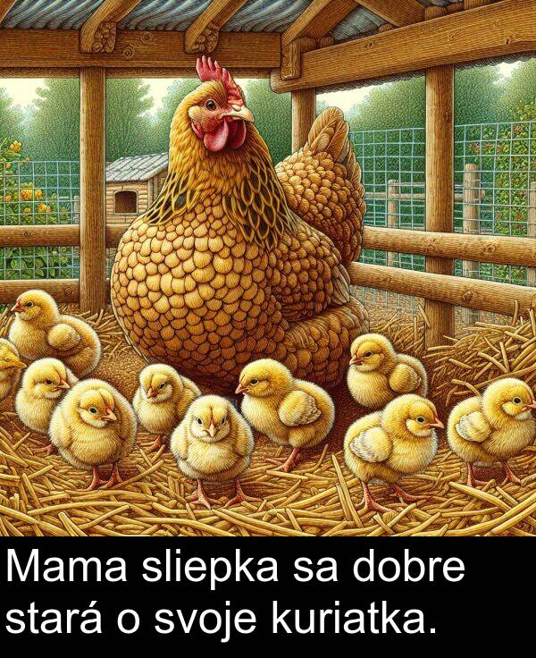 svoje: Mama sliepka sa dobre stará o svoje kuriatka.