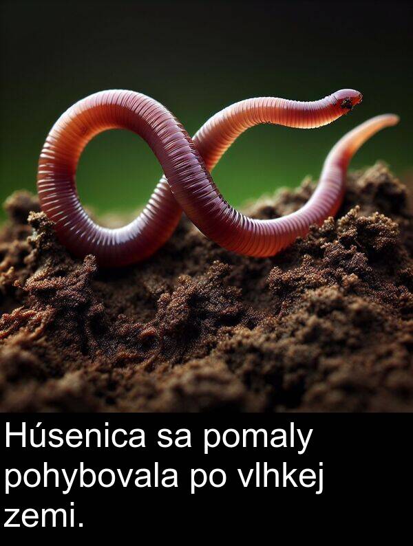 vlhkej: Húsenica sa pomaly pohybovala po vlhkej zemi.