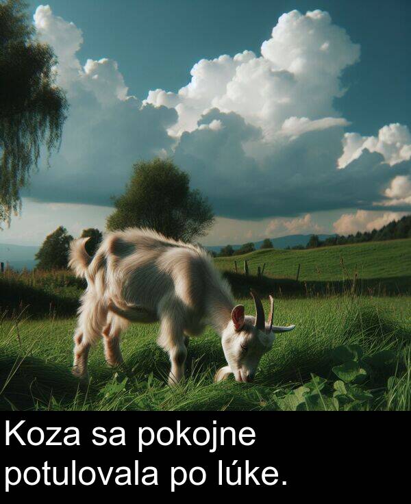 lúke: Koza sa pokojne potulovala po lúke.