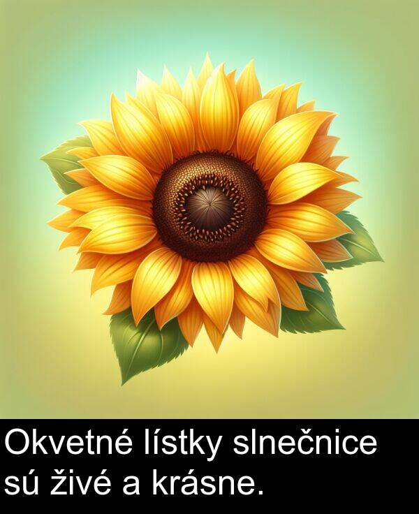 slnečnice: Okvetné lístky slnečnice sú živé a krásne.