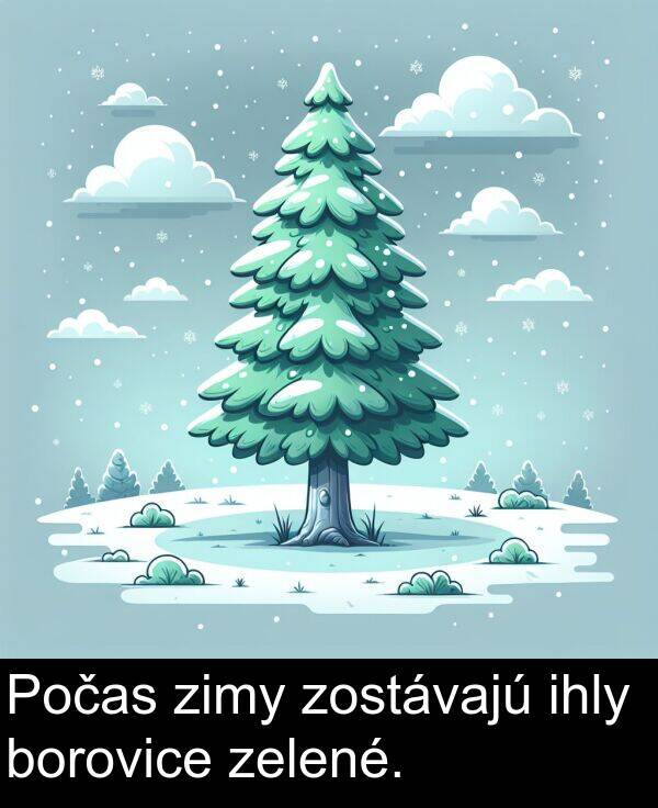 borovice: Počas zimy zostávajú ihly borovice zelené.