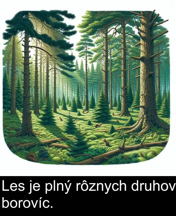 borovíc: Les je plný rôznych druhov borovíc.