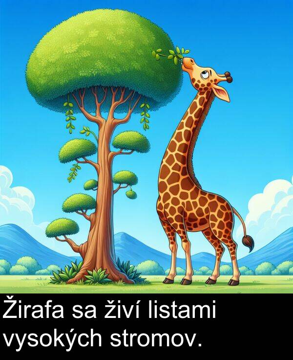 vysokých: Žirafa sa živí listami vysokých stromov.