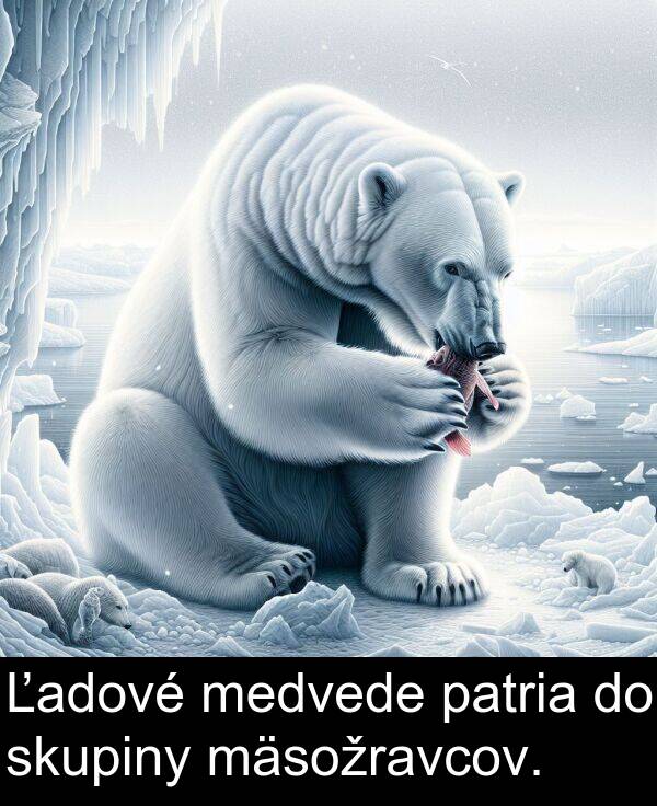 skupiny: Ľadové medvede patria do skupiny mäsožravcov.