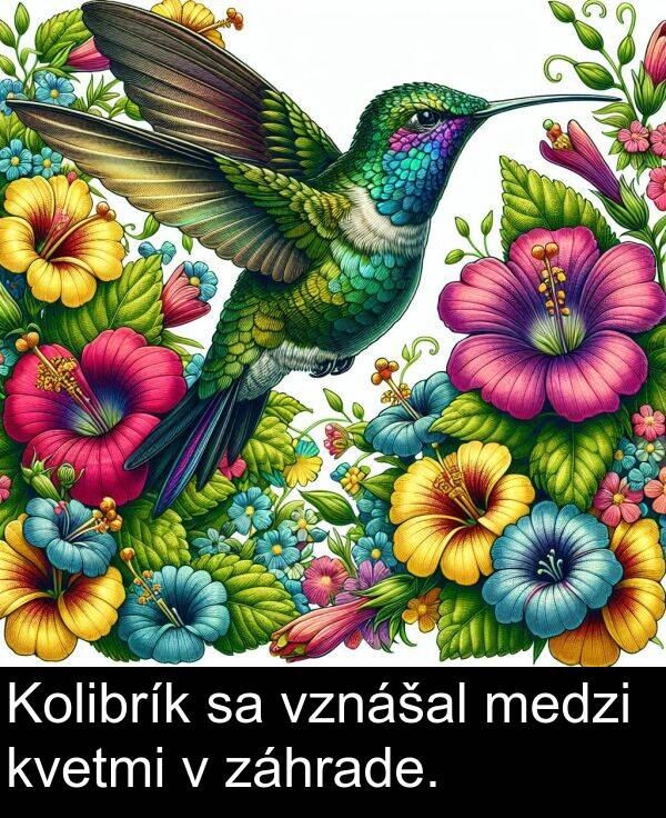 vznášal: Kolibrík sa vznášal medzi kvetmi v záhrade.