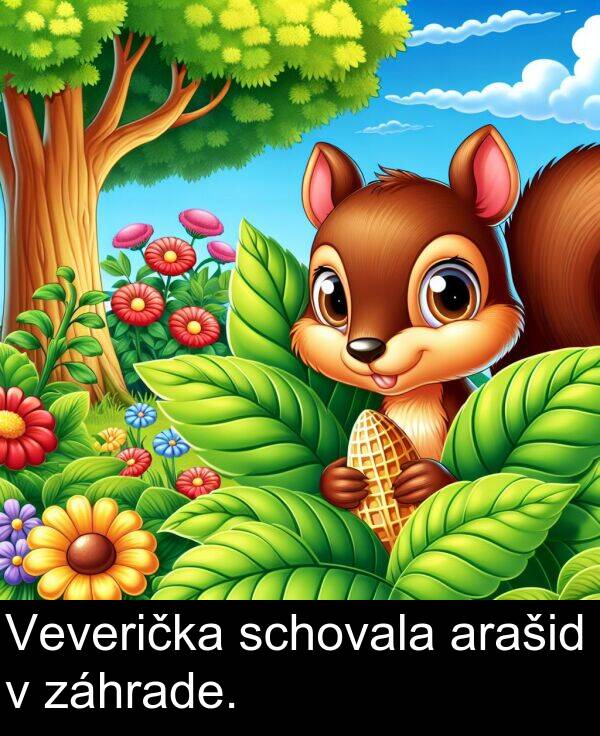 schovala: Veverička schovala arašid v záhrade.