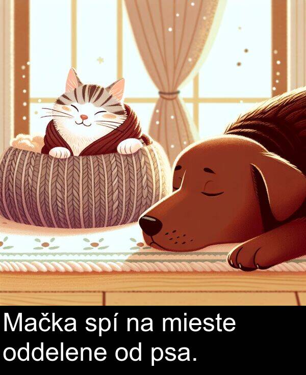 spí: Mačka spí na mieste oddelene od psa.