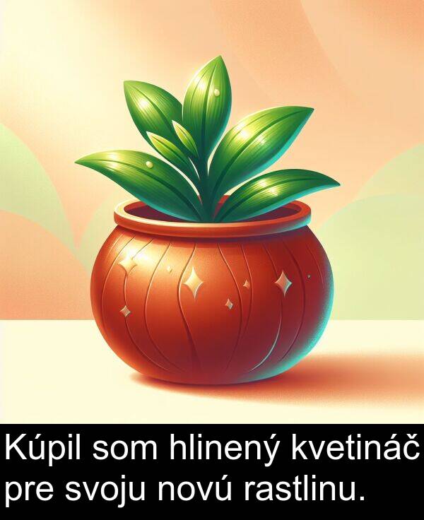 rastlinu: Kúpil som hlinený kvetináč pre svoju novú rastlinu.