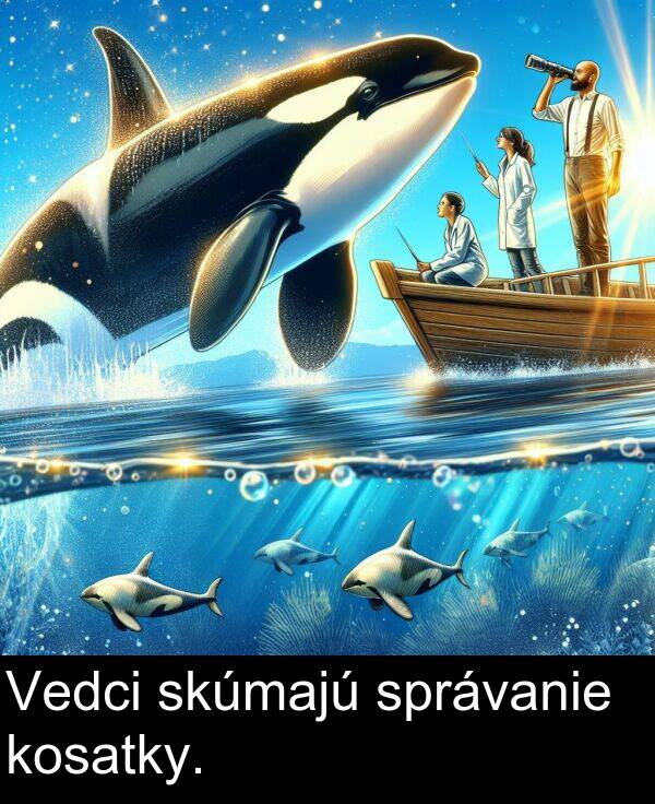 kosatky: Vedci skúmajú správanie kosatky.