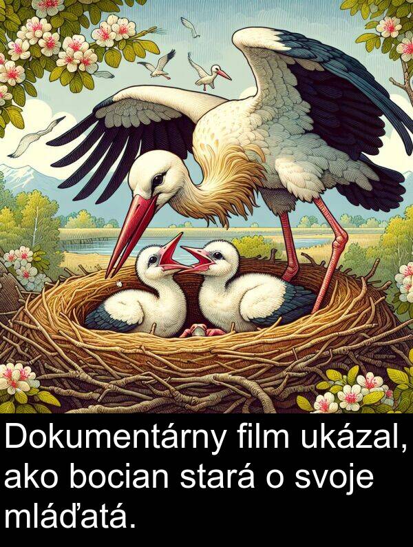 film: Dokumentárny film ukázal, ako bocian stará o svoje mláďatá.