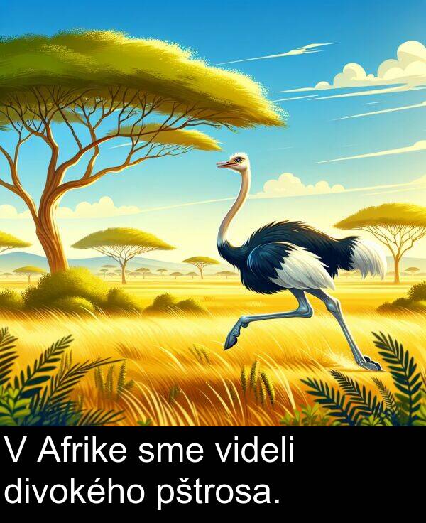 sme: V Afrike sme videli divokého pštrosa.
