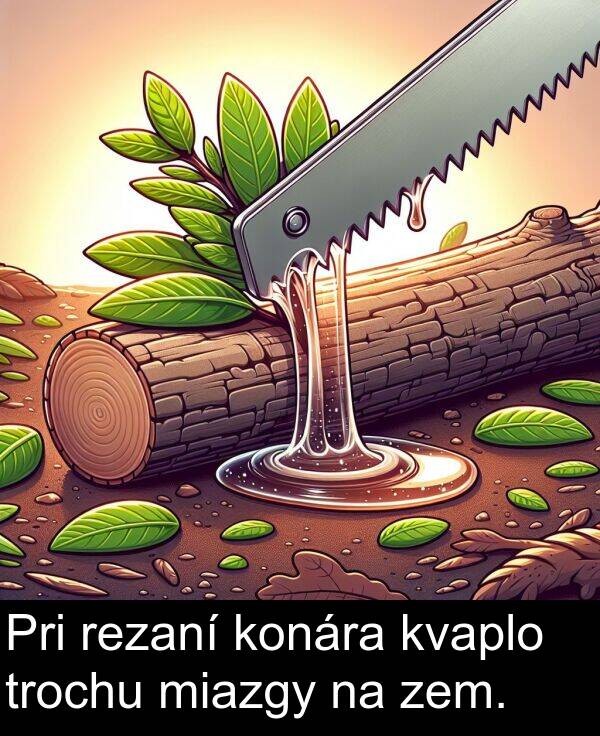konára: Pri rezaní konára kvaplo trochu miazgy na zem.