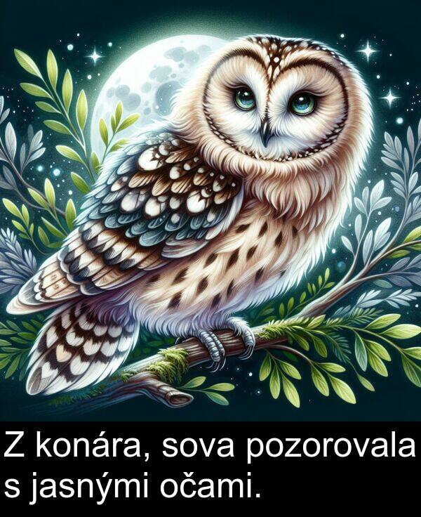 konára: Z konára, sova pozorovala s jasnými očami.