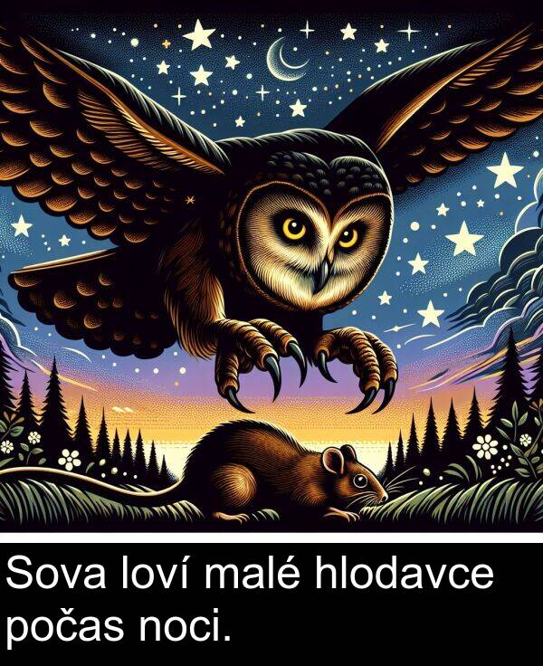 noci: Sova loví malé hlodavce počas noci.