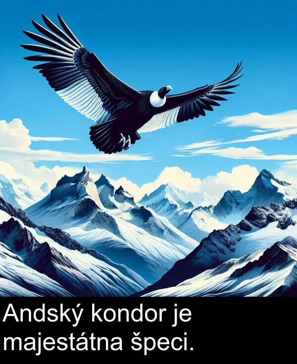 špeci: Andský kondor je majestátna špeci.
