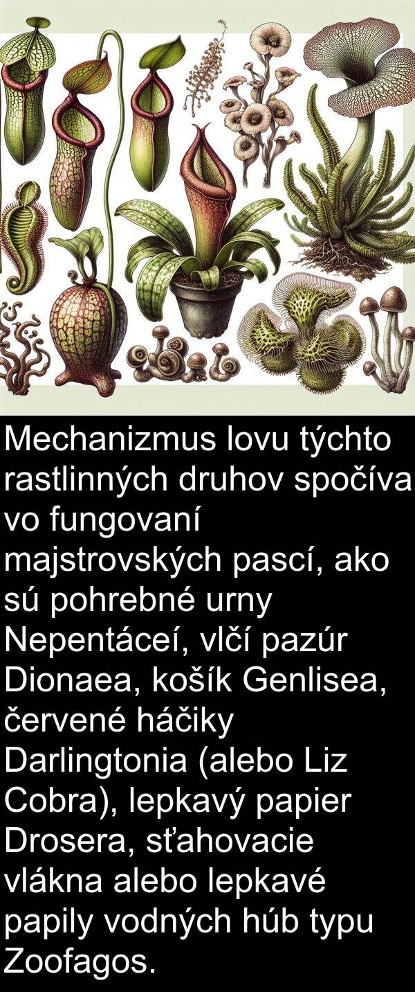 červené: Mechanizmus lovu týchto rastlinných druhov spočíva vo fungovaní majstrovských pascí, ako sú pohrebné urny Nepentáceí, vlčí pazúr Dionaea, košík Genlisea, červené háčiky Darlingtonia (alebo Liz Cobra), lepkavý papier Drosera, sťahovacie vlákna alebo lepkavé papily vodných húb typu Zoofagos.