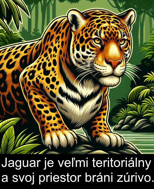 bráni: Jaguar je veľmi teritoriálny a svoj priestor bráni zúrivo.
