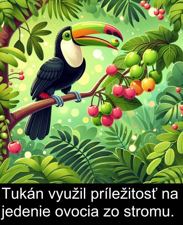 jedenie: Tukán využil príležitosť na jedenie ovocia zo stromu.