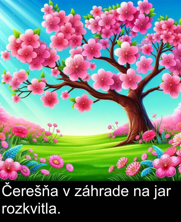 jar: Čerešňa v záhrade na jar rozkvitla.