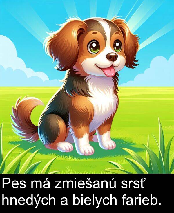 farieb: Pes má zmiešanú srsť hnedých a bielych farieb.