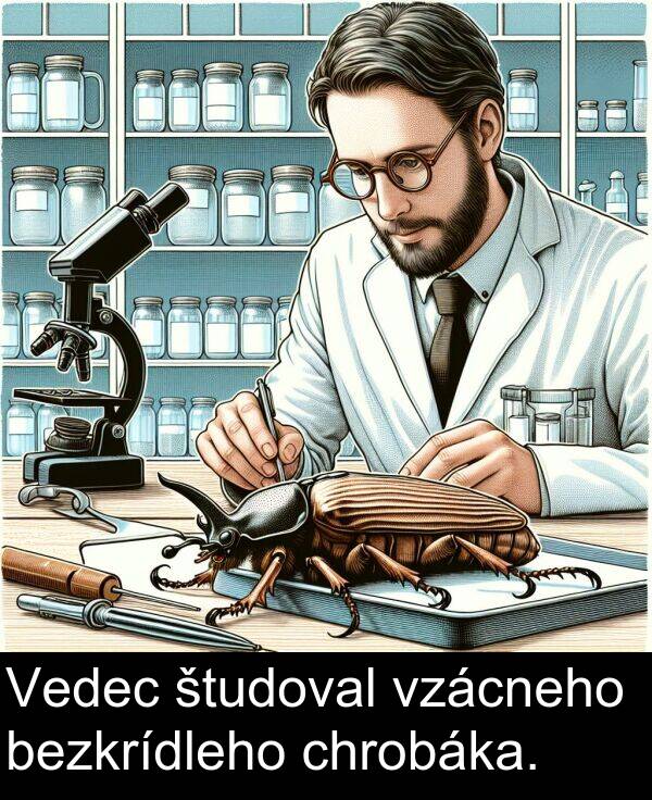 študoval: Vedec študoval vzácneho bezkrídleho chrobáka.