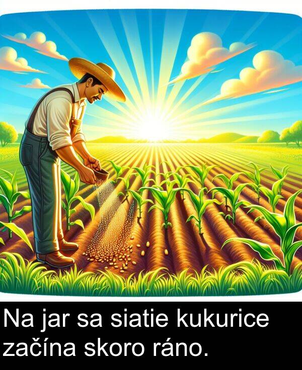 jar: Na jar sa siatie kukurice začína skoro ráno.