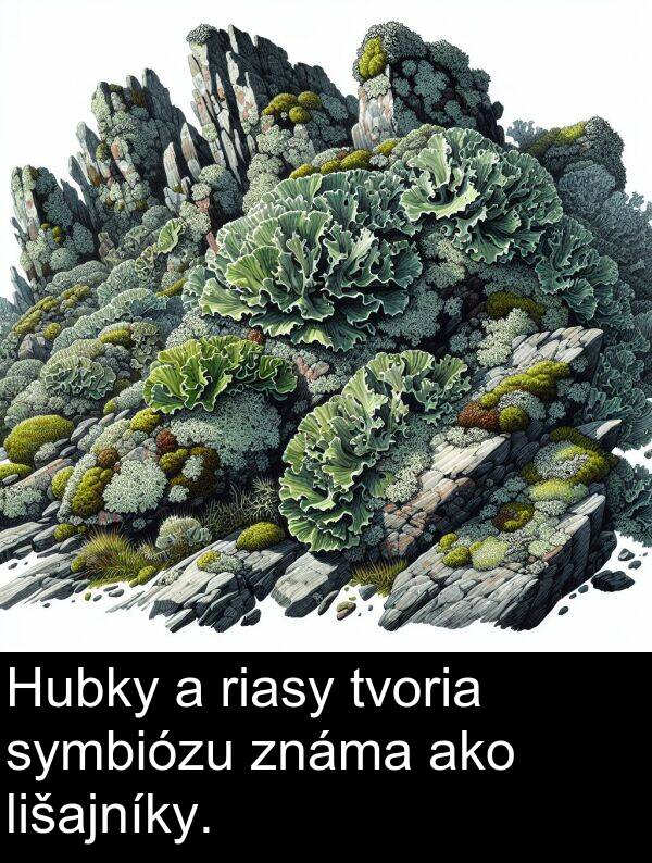 ako: Hubky a riasy tvoria symbiózu známa ako lišajníky.