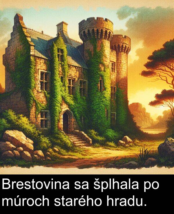 šplhala: Brestovina sa šplhala po múroch starého hradu.