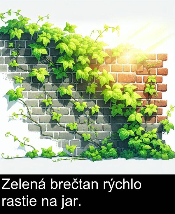 jar: Zelená brečtan rýchlo rastie na jar.