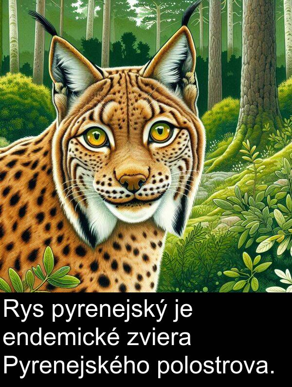 endemické: Rys pyrenejský je endemické zviera Pyrenejského polostrova.