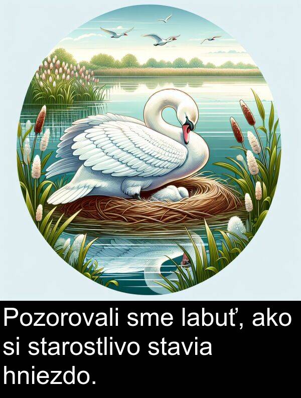 labuť: Pozorovali sme labuť, ako si starostlivo stavia hniezdo.