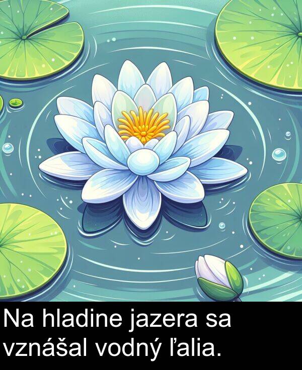 ľalia: Na hladine jazera sa vznášal vodný ľalia.