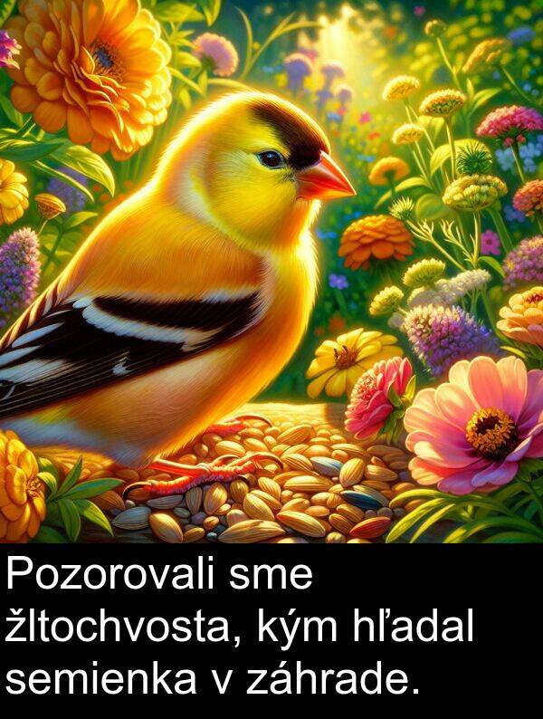 hľadal: Pozorovali sme žltochvosta, kým hľadal semienka v záhrade.