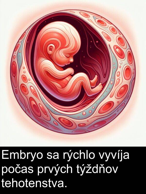 vyvíja: Embryo sa rýchlo vyvíja počas prvých týždňov tehotenstva.