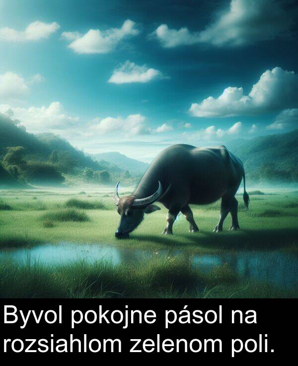 rozsiahlom: Byvol pokojne pásol na rozsiahlom zelenom poli.