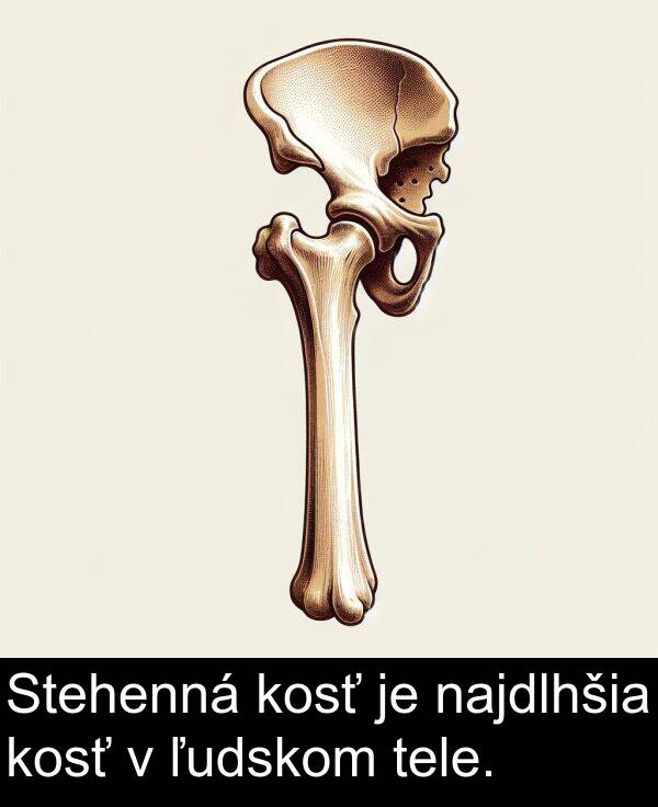 najdlhšia: Stehenná kosť je najdlhšia kosť v ľudskom tele.