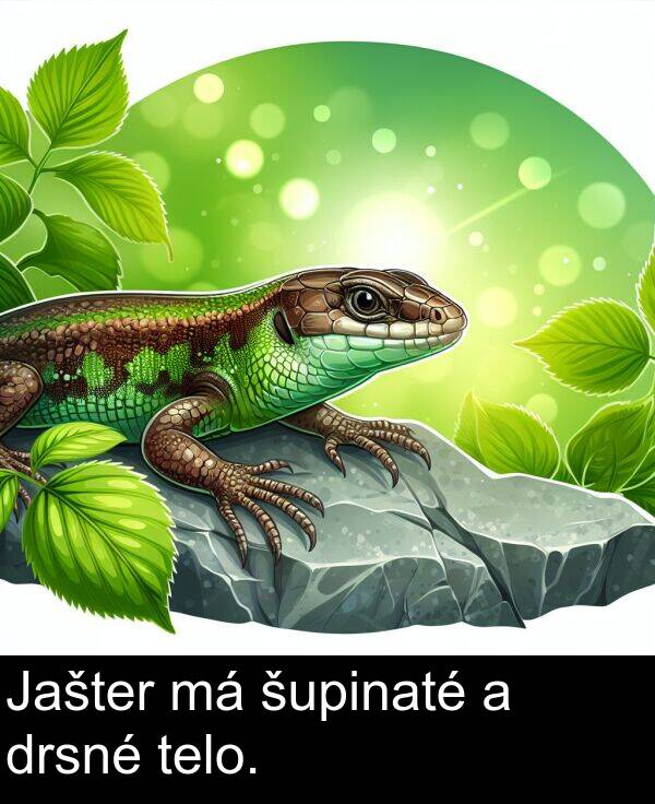 šupinaté: Jašter má šupinaté a drsné telo.