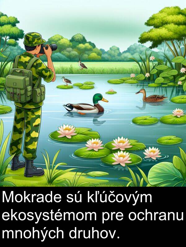 ekosystémom: Mokrade sú kľúčovým ekosystémom pre ochranu mnohých druhov.