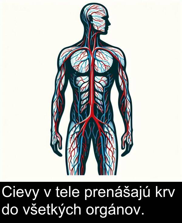 všetkých: Cievy v tele prenášajú krv do všetkých orgánov.