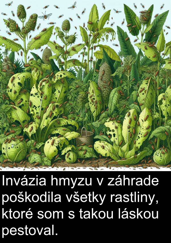 láskou: Invázia hmyzu v záhrade poškodila všetky rastliny, ktoré som s takou láskou pestoval.
