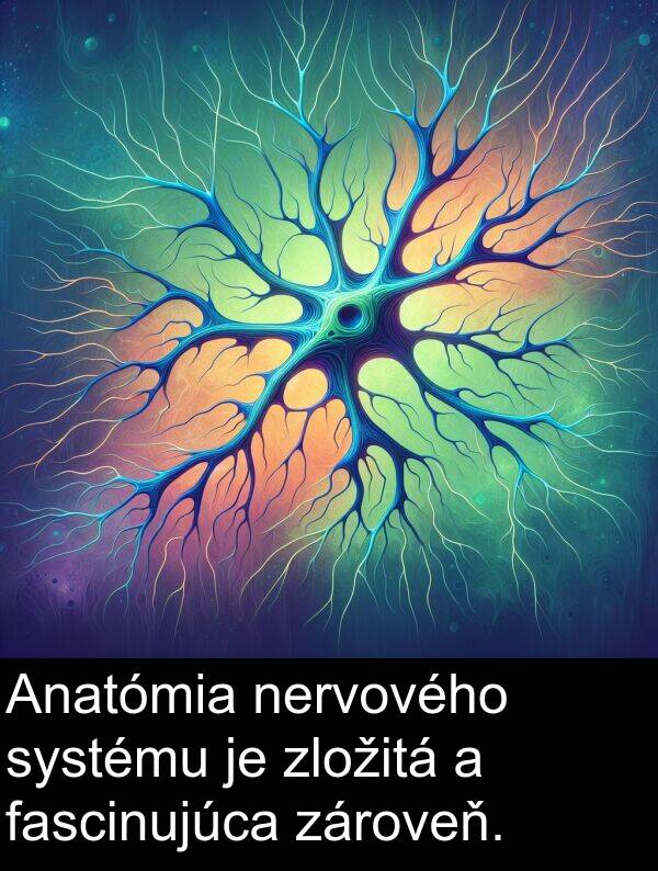 fascinujúca: Anatómia nervového systému je zložitá a fascinujúca zároveň.